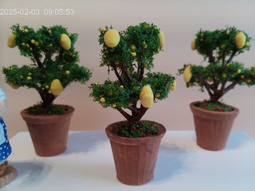 Citronnier