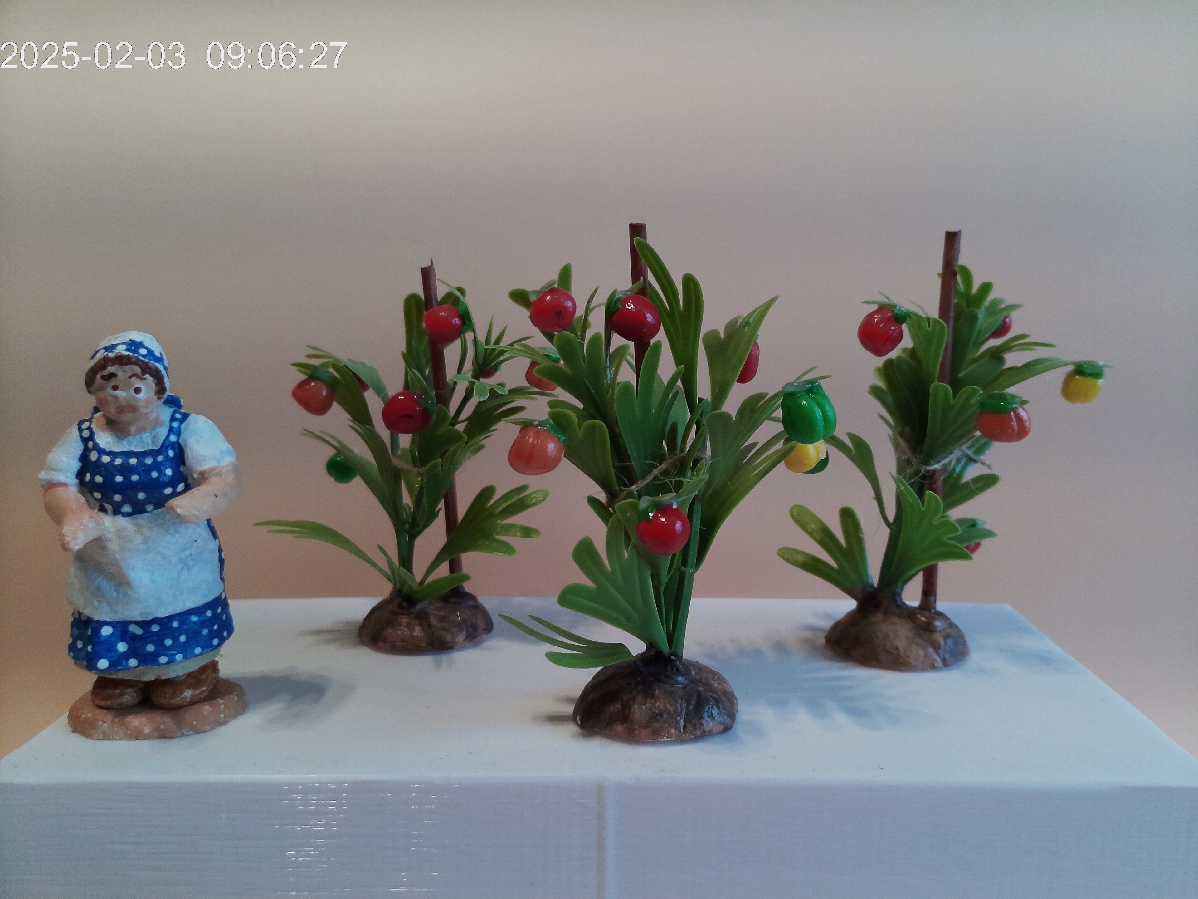 Plant de tomates