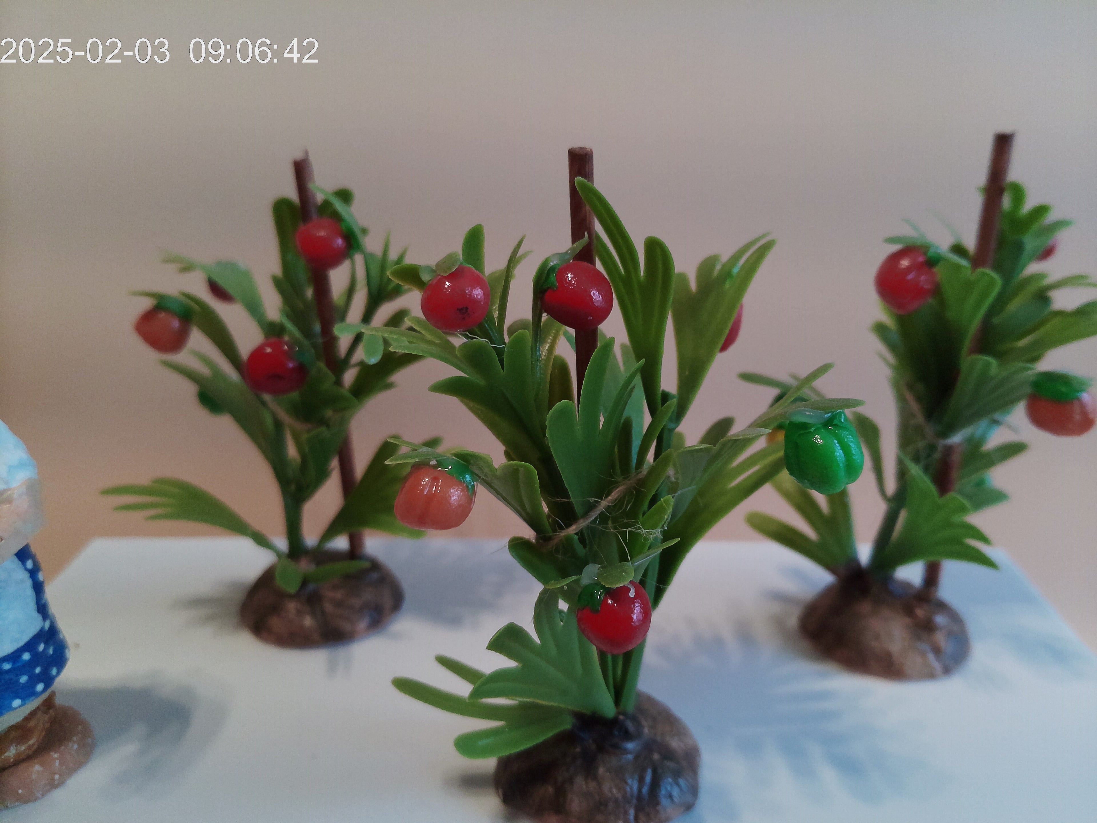 Plant de tomates